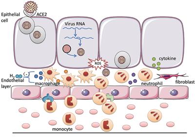 Molecular Hydrogen: A Promising Adjunctive Strategy for the Treatment of the COVID-19